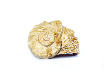 shell