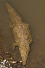 American crocodile swimming, view from above.