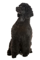 black poodle puppy