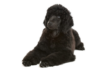 black poodle puppy - obrazy, fototapety, plakaty