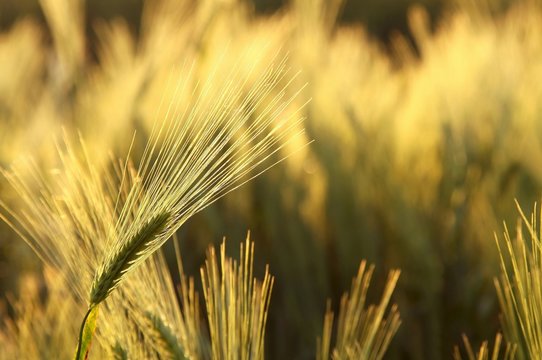 Ear of wheat backlit by the rising sun