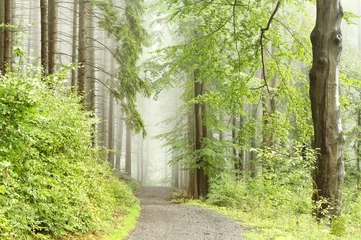Poster Path through misty late summer forest © Aniszewski