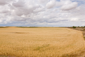 Obraz premium Campo de Cereal antes de recolección (Toma 1)