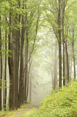 Trail through misty beech forest