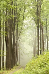 Foto op Plexiglas Trail through misty beech forest © Aniszewski