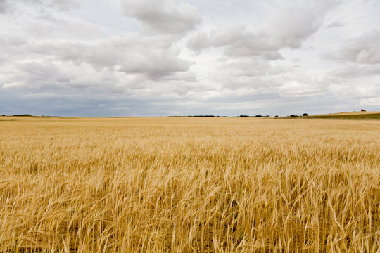 Campo de Cereal antes de recolección (Toma 2)