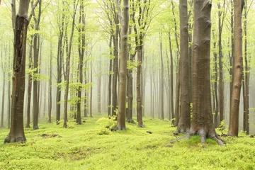 Papier Peint photo Autocollant Arbres Forêt de hêtres de printemps sur le versant de la montagne