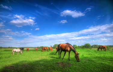 Wild horses on the field