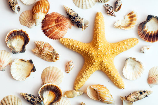 Starfish and shells isolated on white. Tourism, travel