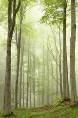 Raamstickers Enchanted forest with mist moving between the trees © Aniszewski