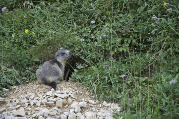 Parque nacional de La Vanoise