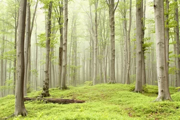 Fototapeten Misty spring forest on the mountain slope © Aniszewski