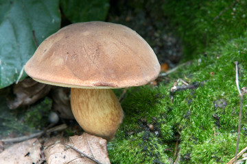 Junger Steinpilz