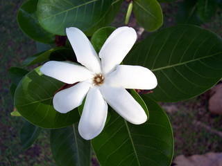 fleur de tiaré