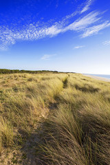 france; 85; &icirc;le de noirmoutier : plage de luz&eacute;ronde, chemin dans