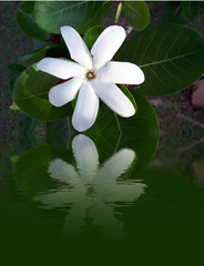 fleur de tahiti sur l'eau © pipil7385