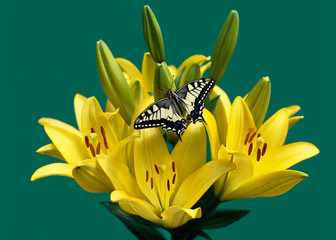 Lilie's Swallowtail on green