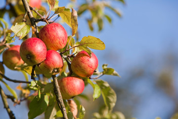 Apfelbaum
