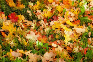 Background of fallen leaves on grass
