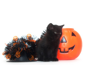 Tabby kitten with Halloween decorations