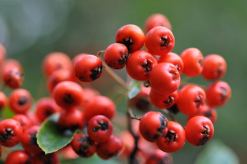 Sanddorn, Beeren