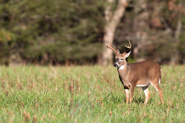 Whitetail deer and frost