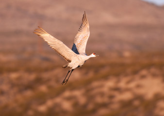 Sandhill crane in flight
