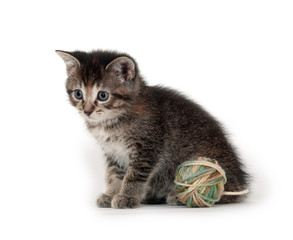 Cute tabby kitten and yarn