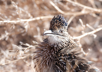 Greater roadrunner