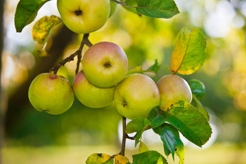 Apfelbaum
