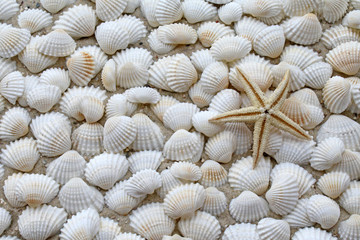 Muscheln und Seestern
