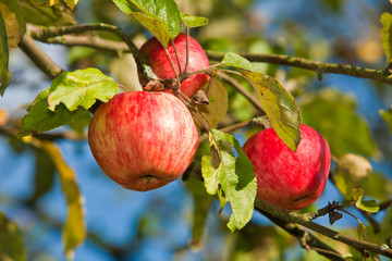 Apfelbaum