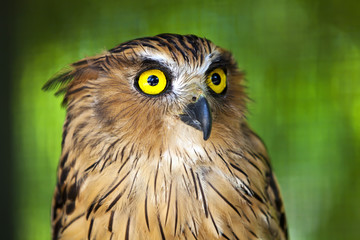 Eagle owl with piercing yellow eyes.