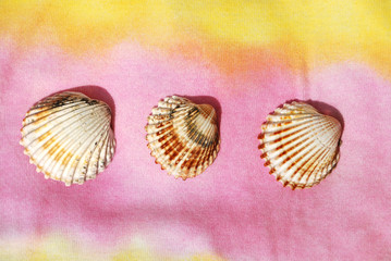 shell