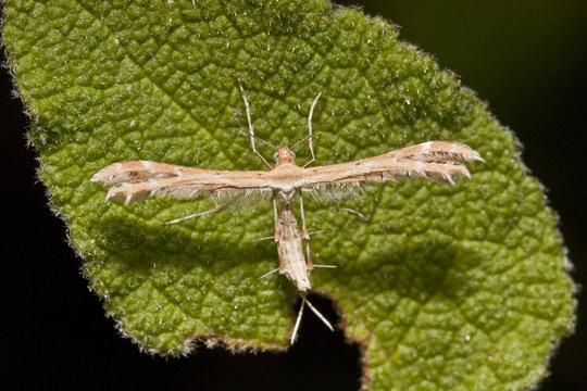 Micromoth