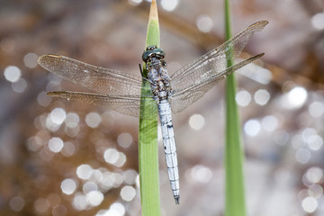 keeled skimmer dragonfly
