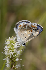 Common blue Butterfly