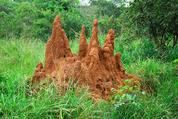 Termite mound