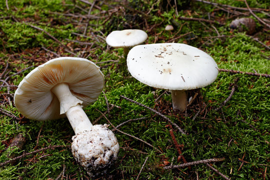 fool's mushroom, deadly poisonous