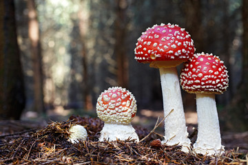 4  Amanita muscaria, poisonous