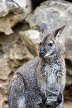 cute wallaby