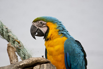 blue-and-yellow macaw