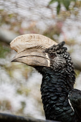 Trumpeter Hornbill