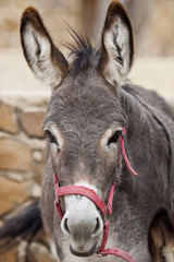 Portuguese donkey