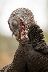 female turkey