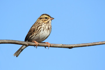 Savannah Sparrow (Passerculus sandwichensis)