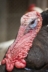 Male turkey