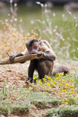 Black-capped Capuchin