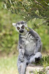 Ring-tailed Lemur