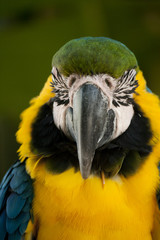 Blue-and-yellow Macaw